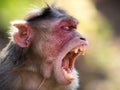 Rhesus monkey in india portrait