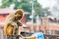 Rhesus monkey looking for food