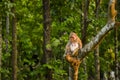 Rhesus monkey sitting on a branch of tree . Bokhe . Desktop background . Wallpaper . Royalty Free Stock Photo