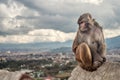 Rhesus Monkey sitting Royalty Free Stock Photo