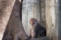 Rhesus Monkey sitting under the tree and looking away at a distance in deep thoughts Royalty Free Stock Photo