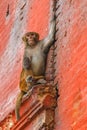 Rhesus monkey sitting on the wall Royalty Free Stock Photo