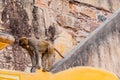 A Rhesus monkey on the top of stair case with stone wall in the background and protruded neck having engulfed food in it