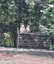 Rhesus monkeys relaxing near the footpath