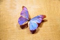 Rhetenor blue morpho butterfly Morpho rhetenor rhetenor Royalty Free Stock Photo