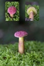 Rheubarbariboletus armeniacus is a small mushroom in the family Boletaceae native to Europe. Royalty Free Stock Photo