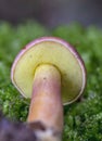 Rheubarbariboletus armeniacus is a small mushroom in the family Boletaceae native to Europe. Royalty Free Stock Photo