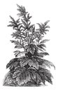 Rheum officinale vintage engraving