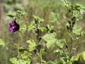 Rheum palmatum rhubarb plant flower close up Royalty Free Stock Photo