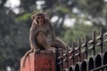 Rheus macaque monkey on a fence