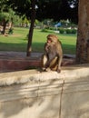 Rheus monkey sitting on wall