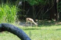 Rhim gazelle in captivity