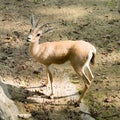 The rhim gazelle or rhim Gazella leptoceros