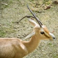 The rhim gazelle or rhim Gazella leptoceros