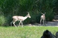 Rhim gazelles in captivity