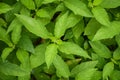 Rhinacanthus nasutus leaves