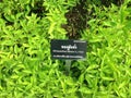 Rhinacanthus nasutus tree