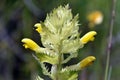 Rhinanthus burnatii flowers in a meadow Royalty Free Stock Photo