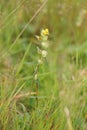 Rhinanthus minor, the little yellow rattle, with blossoms Royalty Free Stock Photo