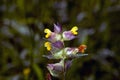 Rhinanthus in summer shines in beautiful colors, Denmark