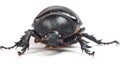 Rhinceros Beetle,Unicorn Beetle Royalty Free Stock Photo