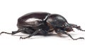 Rhinceros Beetle,Unicorn Beetle Royalty Free Stock Photo