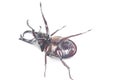 Rhinceros Beetle,Unicorn Beetle Royalty Free Stock Photo