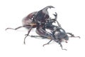Rhinceros Beetle,Unicorn Beetle Royalty Free Stock Photo