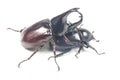 Rhinceros Beetle,Unicorn Beetle Royalty Free Stock Photo