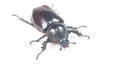 Rhinceros Beetle,Unicorn Beetle Royalty Free Stock Photo
