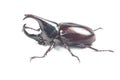Rhinceros Beetle,Unicorn Beetle Royalty Free Stock Photo