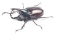 Rhinceros Beetle,Unicorn Beetle Royalty Free Stock Photo