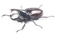 Rhinceros Beetle,Unicorn Beetle Royalty Free Stock Photo