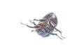 Rhinceros Beetle,Unicorn Beetle Royalty Free Stock Photo