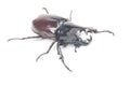 Rhinceros Beetle,Unicorn Beetle Royalty Free Stock Photo