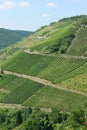 The Rhine Valley Vineyards Royalty Free Stock Photo