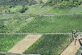 steep vineyards Royalty Free Stock Photo