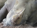 Rhine white hitned rhino sleeping Africa natural Royalty Free Stock Photo