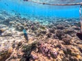 Rhinecanthus assasi fish or Picasso trigger fish on his coral reef in the Red Sea, Egypt