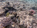 Rhinecanthus assasi fish or Picasso trigger fish on his coral reef in the Red Sea, Egypt