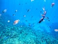 Rhinecanthus assasi fish or Picasso trigger fish on his coral reef in the Red Sea, Egypt