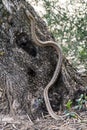 Rhinechis scalaris, called also stairs Snake