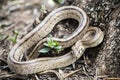Rhinechis scalaris, called also stairs Snake Royalty Free Stock Photo