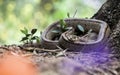 Rhinechis scalaris, called also stairs Snake