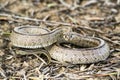 Rhinechis scalaris, called also stairs Snake