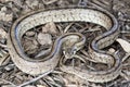 Rhinechis scalaris, called also stairs Snake