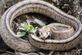 Rhinechis scalaris, called also stairs Snake