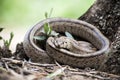 Rhinechis scalaris, called also stairs Snake