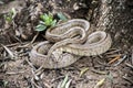 Rhinechis scalaris, called also stairs Snake