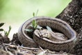 Rhinechis scalaris, called also stairs Snake